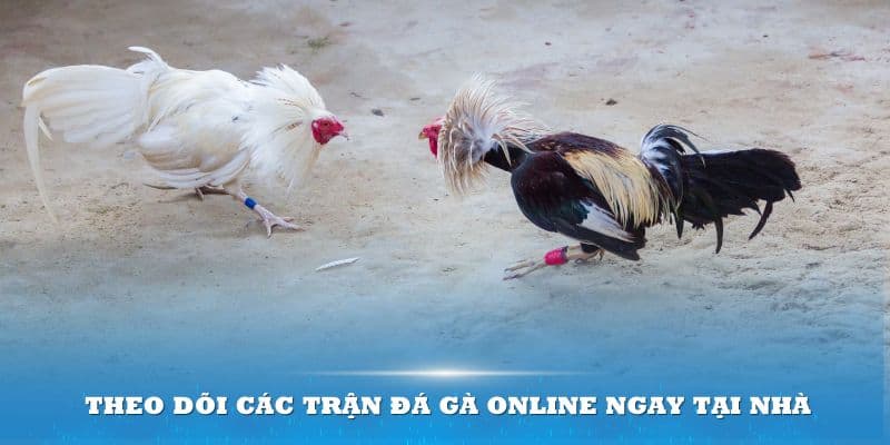 Trải nghiệm cá cược đá gà Thomo Kubet 24/7