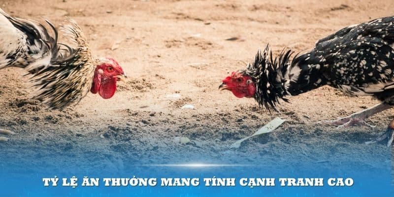 Cá cược đá gà cửa Wala có mức thưởng cao