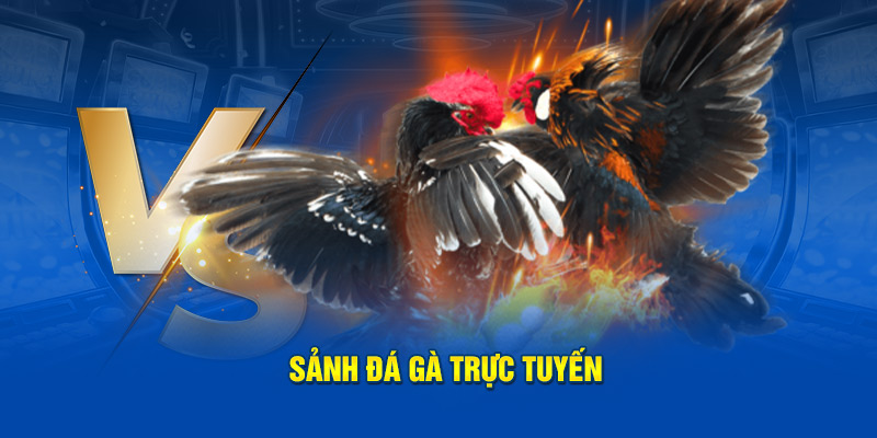  Sảnh đá gà trực tuyến